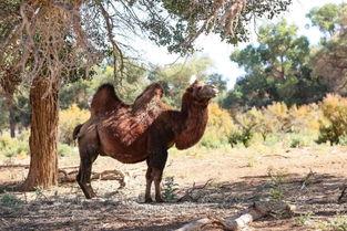 穿成老黄牛后我立志当老爷