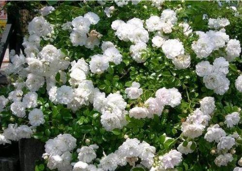 向阳花开并蒂霜,探寻自然之美与生命奇迹